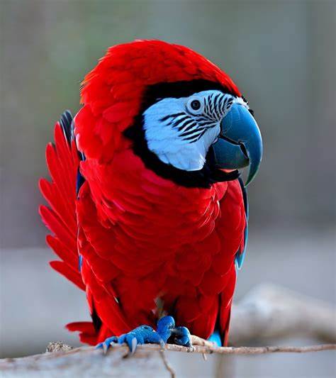 Parrot